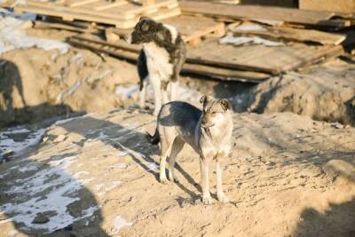 Житель посёлка ГРЭС в Чите лопатой разогнал свору собак, атаковавших прохожего