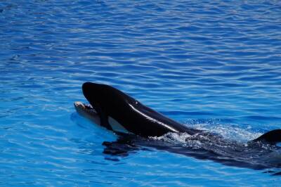 В сети показали видео, на котором стая косаток спасает горбатого кита от гибели и мира