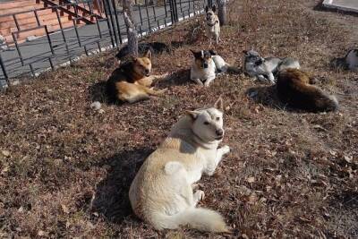Полиция не нашла отравленных собак в Агинском - chita.ru - район Читинский - с. Домна, район Читинский
