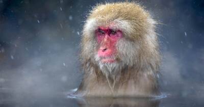 В Японии случился переворот: впервые за 70 лет лидером местных обезьян стала самка - focus.ua - Украина - Япония