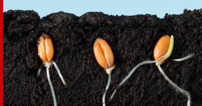 Как улучшить прорастание семян: 4 простых способа повысить всхожесть