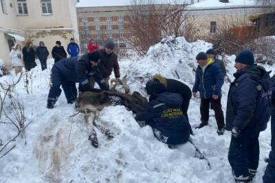 В центре Тулы сотрудники МЧС России спасли лося