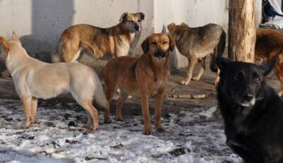 Глава Следкома поручил разобраться с бродячими собаками - eadaily - Краснодар - Брянск