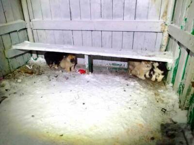 В Колву повадился поставщик бездомных животных и на этот раз подбросил пятерых щенков