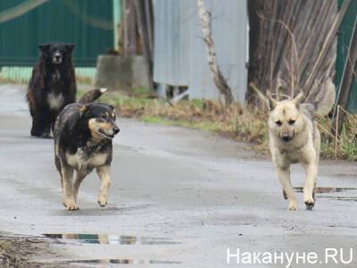 Володин предложил ввести ответственность для чиновников, отвечающих за ситуацию с бездомными животными - nakanune.ru - Забайкалье