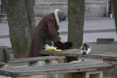 Володин прокомментировал ситуацию с бездомными животными в России