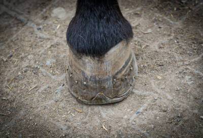Лошадь ударила копытом по голове ребенка в Шуваловском парке