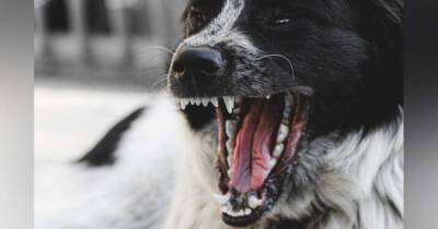 Бродячая собака изгрызла лицо маленькой девочке на Сахалине