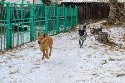 Стая из дюжины собак, разгуливающих по улице Июньской, попала на видео в Чите