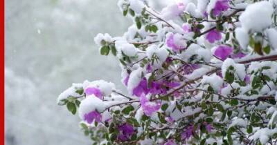Вместо роз и пионов: 6 красивых рододендронов для сада, которые выдерживают суровые зимы