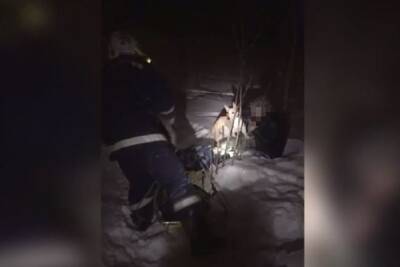 В Новосибирске нетрезвый мужчина чуть не замерз насмерть на прогулке с собакой
