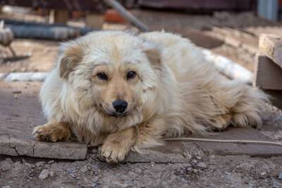 СК изменит законодательство после смерти россиян из-за нападения собак