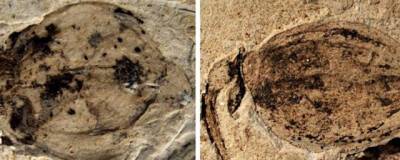 В Китае найдена окаменелость растения возрастом 164 млн лет