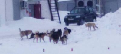 «Люди боятся ходить»: жители города в Карелии жалуются на огромную стаю собак (ФОТО)