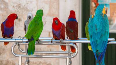 Кафе с птицами: в армянском селе открылось заведение, где живут 30 видов попугаев - mir24.tv - Армения