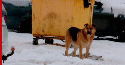 На Камчатке начали проверку после нападения бездомных собак на мальчика