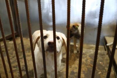Российских чиновников предложили наказывать за нападения бездомных животных