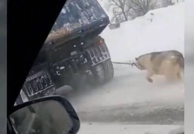 В Туле требуют наказать водителя, который ехал с привязанной к грузовику собакой