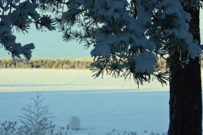 Фотограф запечатлел красоту зимнего леса в Сосновом Бору