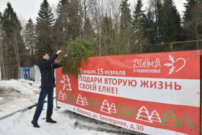Дмитровчане сдали более 50 новогодних елей в первые дни экоакции