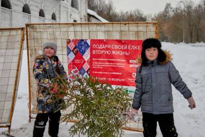 В Красногорске проходит акция «Подари вторую жизнь своей елке!»