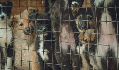 Более 100 собак забрали из квартиры жительницы Тольятти