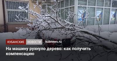 Артем Коноваленко - На машину рухнуло дерево: как получить компенсацию - kubnews.ru - Краснодарский край - Краснодар