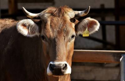 В Новосибирской области крупный рогатый скот привьют от ящура из-за вспышки в Казахстане