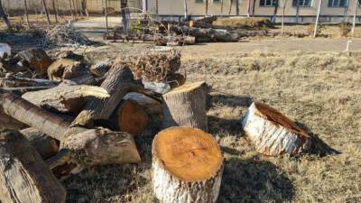 На территории Каршинского государственного университета незаконно вырублено 38 деревьев. Вуз пошел на это несмотря на три запрета