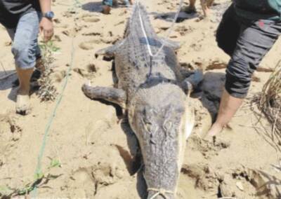 В Индонезии в брюхе 7-метрового крокодила-людоеда охотники нашли съеденного человека