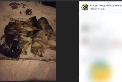 В Белгородской области неизвестные отравили 21 собаку во дворе частного дома