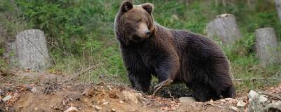 Обнаружено изменение поведения бурых медведей после спячки - runews24.ru - Норвегия - Англия - Швеция - Испания