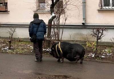 Курьез: в Киеве мужчина выгуливал на поводке огромную свинью (ФОТО)