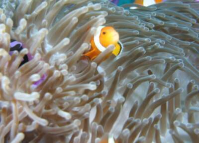 У берегов Таити обнаружили гигантский коралловый риф. ВИДЕО