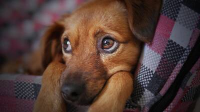 В Тольятти волонтёры спасли более 100 собак из квартиры местной жительницы