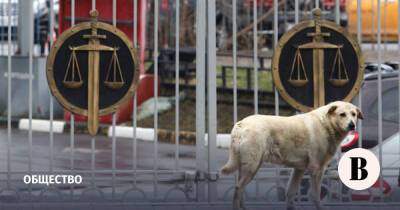 Госдума намерена повысить ответственность чиновников за ситуацию с бездомными животными