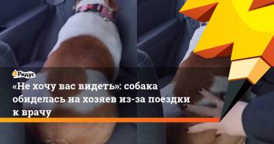 «Не хочу вас видеть»: собака обиделась на хозяев из-за поездки к врачу
