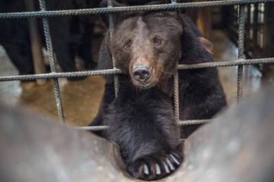 Блогерша из Мытищ привела в квартиру живого медведя