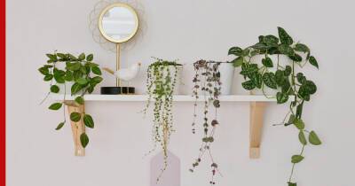Как оживить интерьер: 6 эффектных подвесных растений для дома