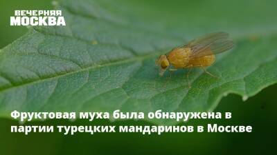 Фруктовая муха была обнаружена в партии турецких мандаринов в Москве