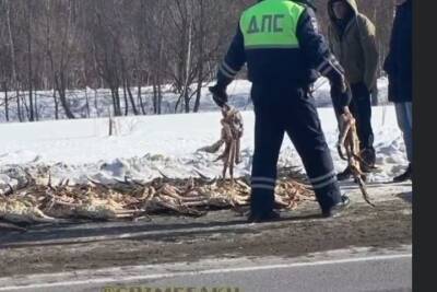 На Сахалине поймали браконьеров, забивших автомобиль незаконно выловленным камчатским крабом