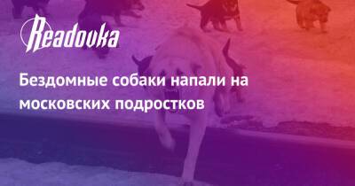 Бездомные собаки напали на московских подростков