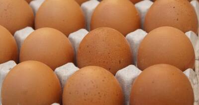 Российские птицефабрики опять столкнулись с нехваткой инкубационных яиц