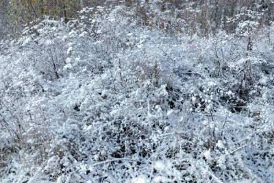Мокрый снег и дождь ожидается в Пскове 25 января