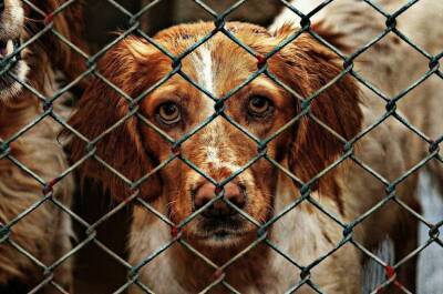В Бурятии не будут выпускать из приютов крупных бездомных собак