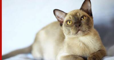 Мирный нрав и спокойствие: 7 самых добрых пород кошек