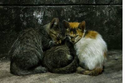 Волонтеры спасли запертых в подвале Мариинского театра котят