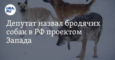 Депутат назвал бродячих собак в РФ проектом Запада