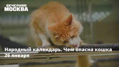 Народный календарь. Чем опасна кошка 26 января - vm.ru
