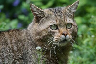 «Кисонька, вылезай»: амурский лесной кот забрался в авто россиянки
